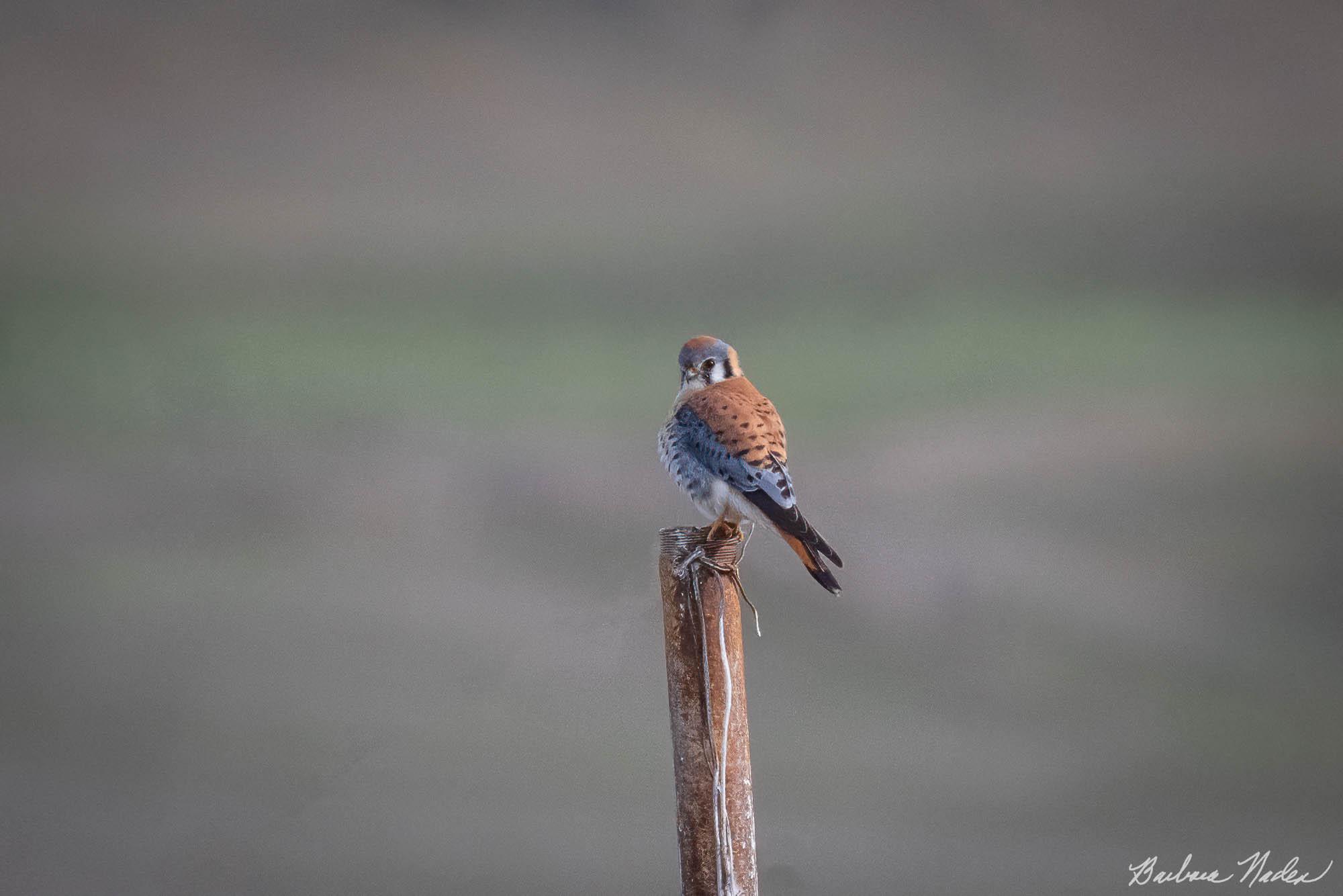 What Do you Want? - Panoche Road, Santa Clara County, CA