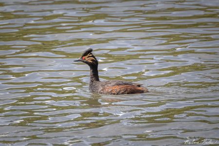 Adult Male Eared Grebe in Breeding Plumage