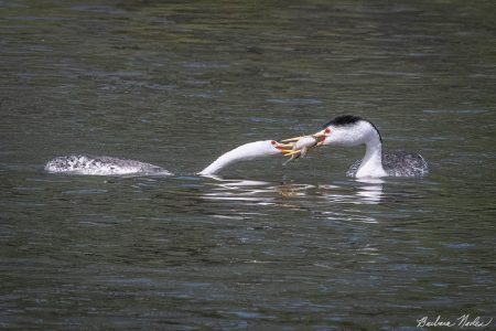 Sharing a Fish