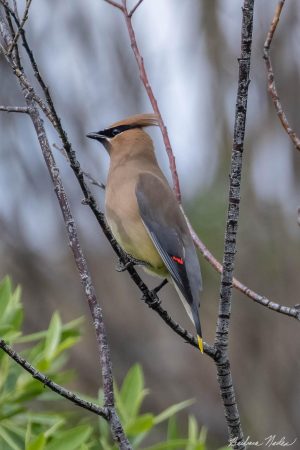 Adult Cedar Waxwing