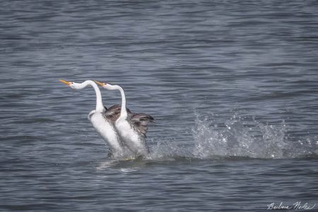 Mating Ritual called "Rushing"