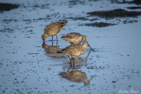 Long-billed Dowitcher Looking for Breakfast