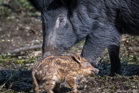 Sow with her Piglet