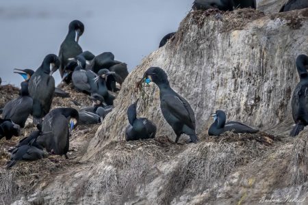 Bringing Nesting Material to the Female