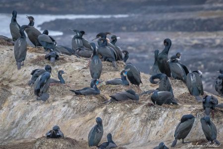 Nesting Colony