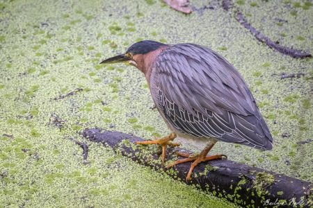 Heron Hunting