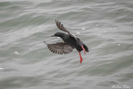 Guillemot Ready to Land in the Water