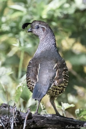 California Quail on a Log