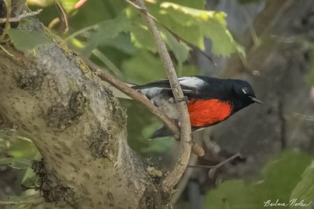 Painted Redstart Trying to Hide