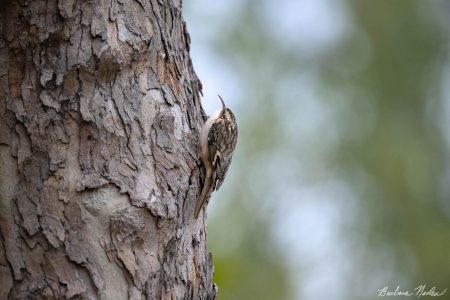 Walking up the Tree Looking for Goodies