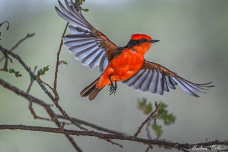 Dreamy Vermillion Flycatcher