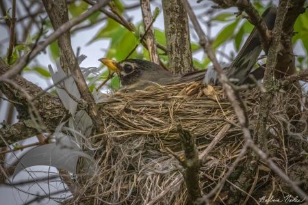 Robin Sitting on her Eggs