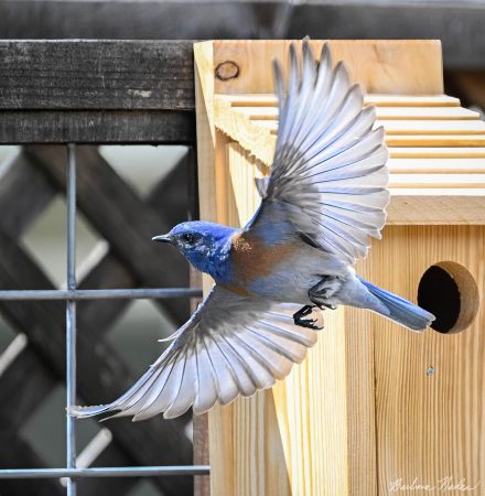 Leaving the Birdhouse