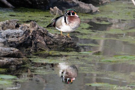 Wood Duck Reflection