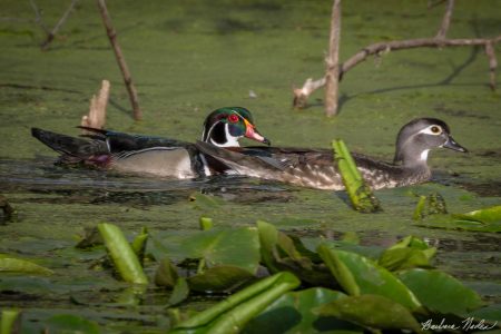 Wood Duck Pair Swimming