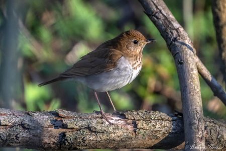 Veery  Enjoying the Sun