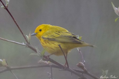 Yellow Warbler Posing for a Second