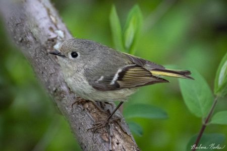 Ruby-crowned Kinglet 2