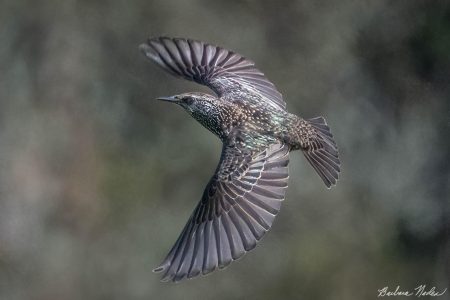 Starling Soaring