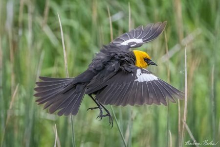 Flying over the Reeds