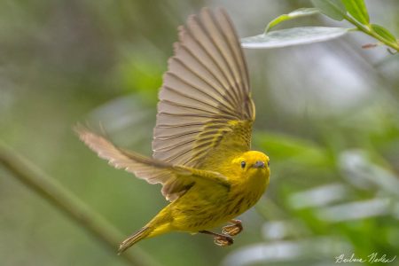 Warbler in Flight