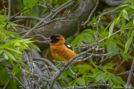 Adult Male Grosbeak Trying to Hide