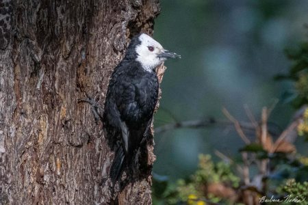 Woodpecker Taking in the Last Rays of Sun