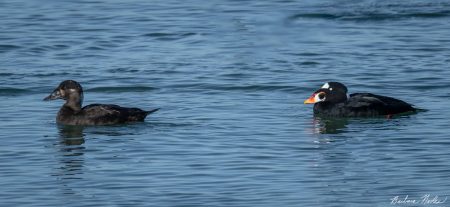 Mated Pair