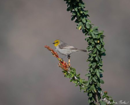 Posing on the Ocotillo