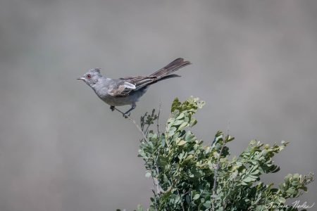 Female Ready to Fly