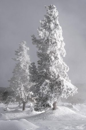 Ultimate Flocked Christmas Tree