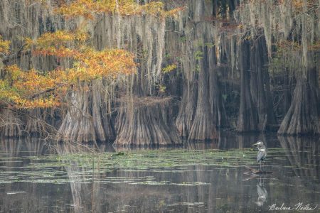 Great Blue Heron in the Cypress Trees