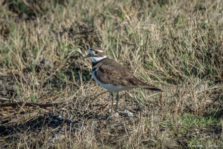 Killdeer Hiding