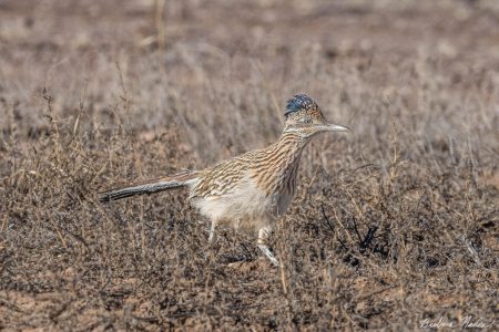 Roadrunner on the Move