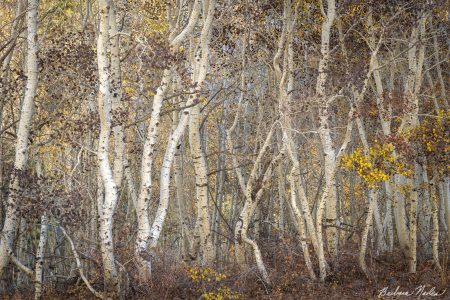 Dancing Aspens