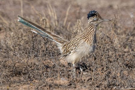 Roadrunner Paying Attention