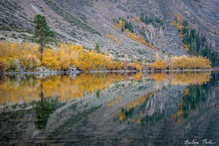 Aspens at Convict Lake