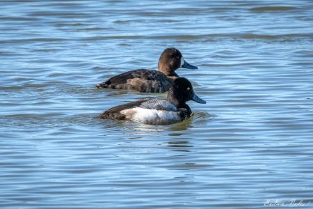 Male and Female Scaup