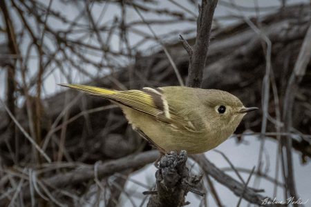 Brief perch in front of the Bush