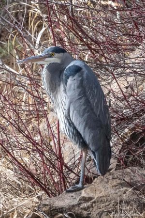 Great Blue Heron III