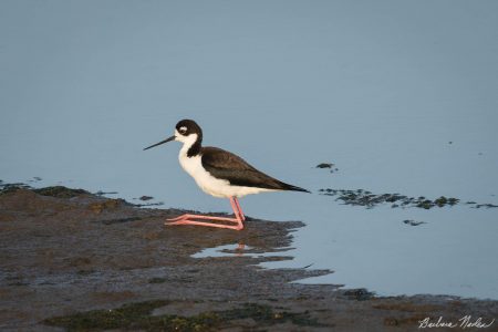 Stilt Sitting