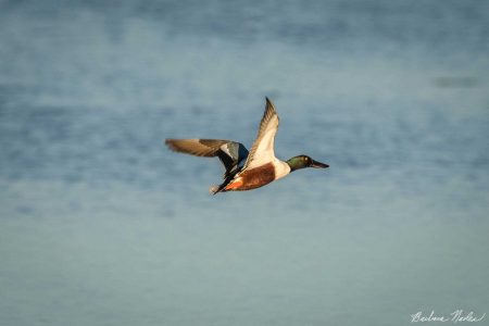 Male Northern Shoveler