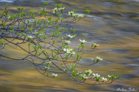 Dogwoods on the Merced River