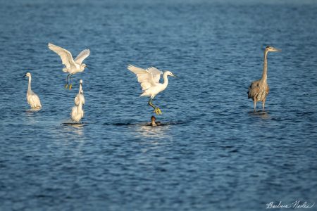 Egret Chasing Common Merganser from their Hunting Ground