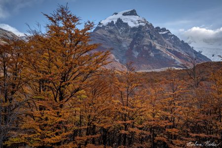 Llenga Trees with Fitz Roy in backgound