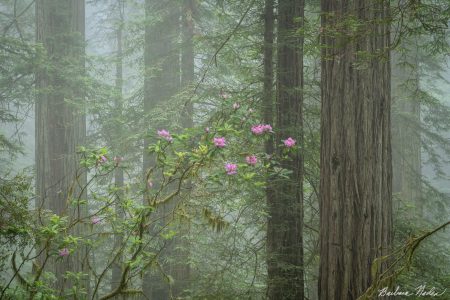 Rhododendrons in the Fog