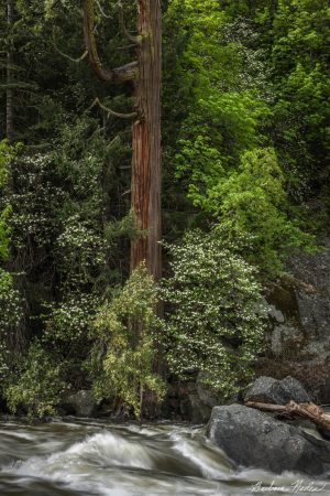 Dogwood flowers with Redwood