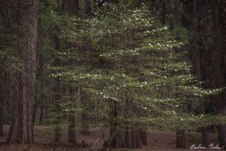 Flowering Dogwood