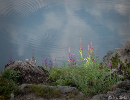 Reflections