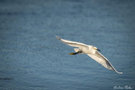 Egret Cruising